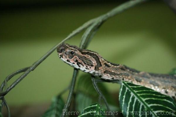 Eastern Russel's viper