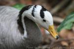 Bar-headed goose