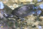 Southern river terrapin