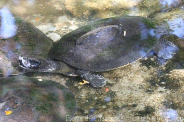 Southern river terrapin