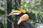 Great hornbill