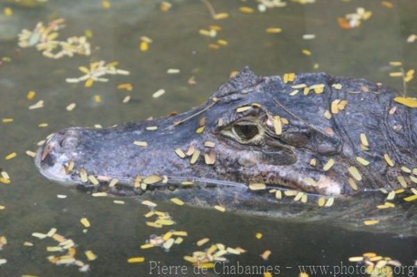 Spectacled caiman