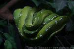 Green tree python