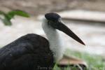 Woolly-necked stork