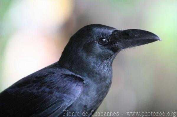 Large-billed crow