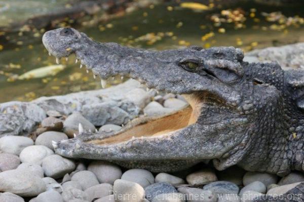 Siamese crocodile