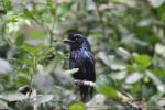 Greater racket-tailed drongo