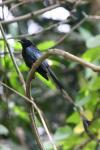 Greater racket-tailed drongo