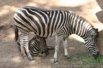 Chapman's zebra