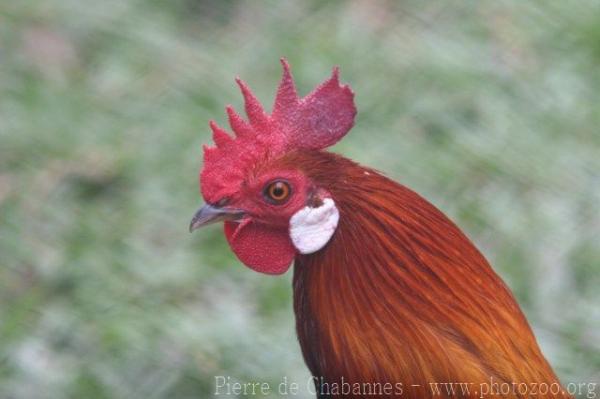 Red junglefowl