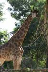 Cape giraffe