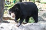 Malayan sun bear