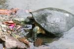 Yellow-headed temple turtle