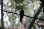 Asian black bulbul