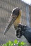 Lesser adjutant