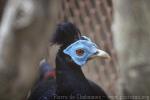 Malay crested fireback