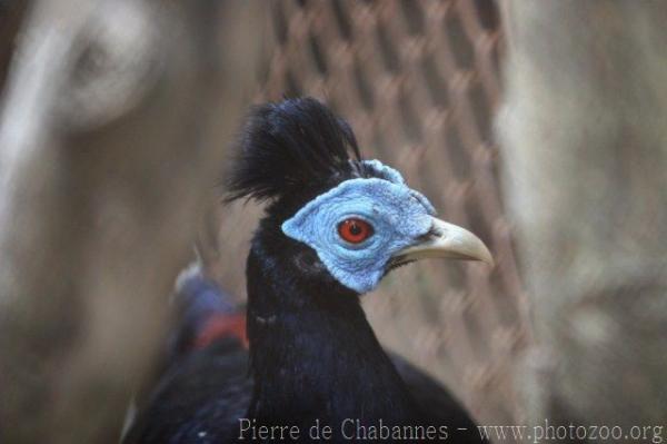 Malay crested fireback