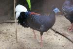 Malay crested fireback