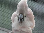 Salmon-crested cockatoo *