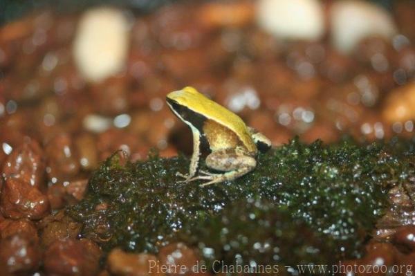 Green mantella *