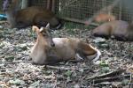 Fea's barking deer