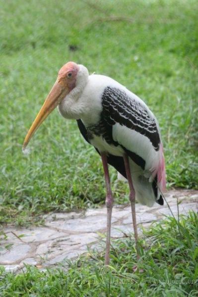 Painted stork