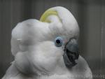 Blue-eyed cockatoo *