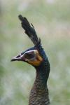 Green peafowl