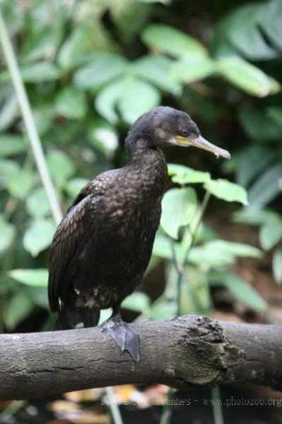 Indian cormorant