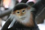 Red-shanked douc langur