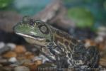 American bullfrog