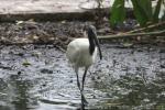 Black-headed ibis