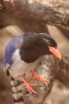 Red-billed blue magpie