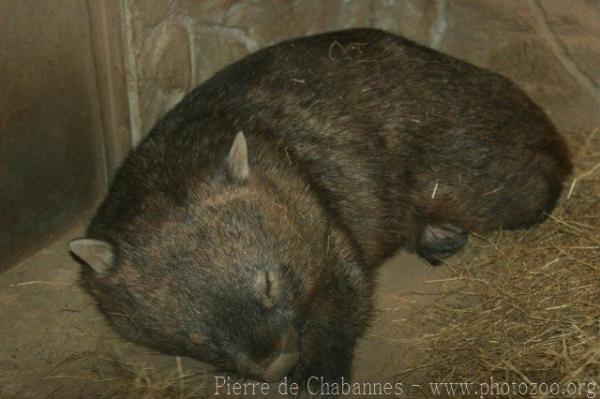 Mainland wombat