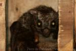 Indian giant flying squirrel