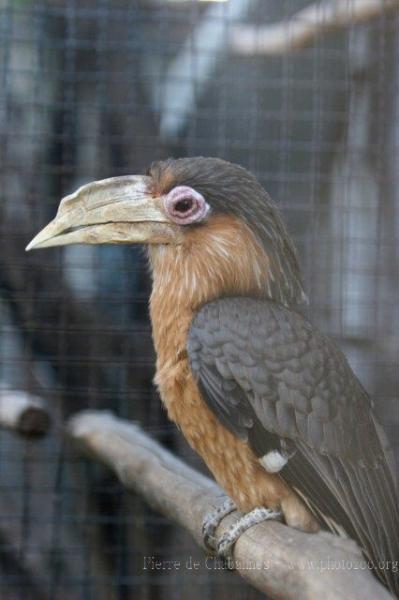 Tickell's brown hornbill