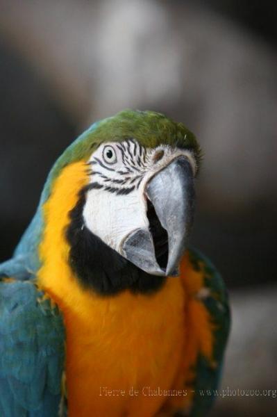 Blue-and-gold macaw