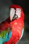 Green-winged macaw