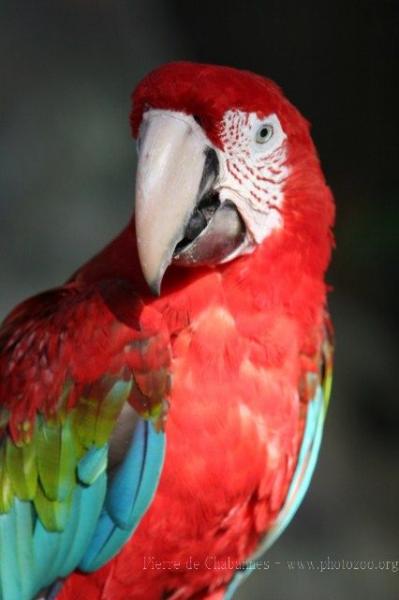 Green-winged macaw