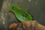 Green broadbill