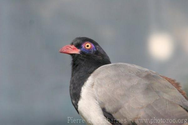 Coral-billed ground-cuckoo