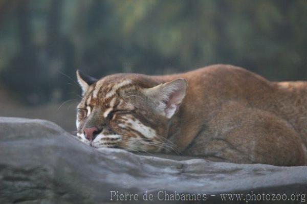 Asian golden cat