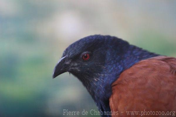 Greater coucal