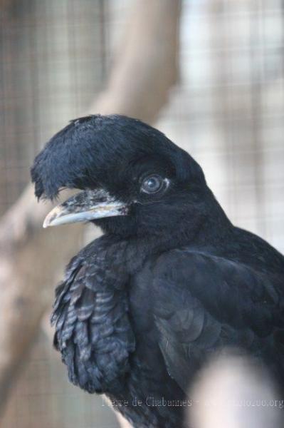 Amazonian umbrellabird *