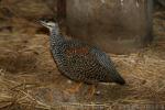 Chinese francolin