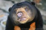 Malayan sun bear