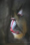 Mandrill