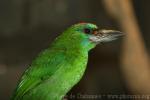 Red-throated barbet