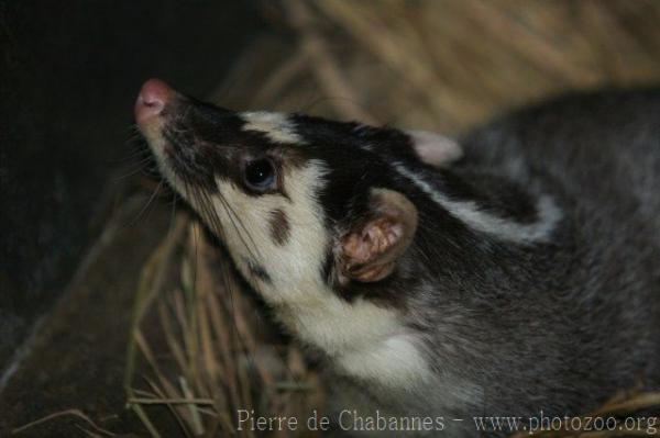 Burmese ferret-badger