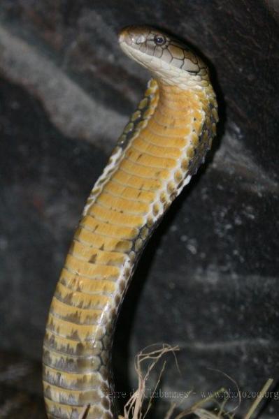 King cobra